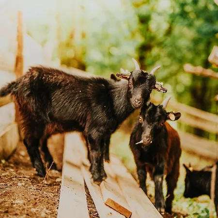 Obrovisko Syslovisko Διαμέρισμα Muran