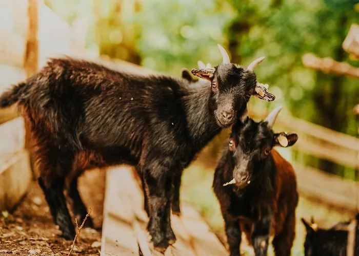 Obrovisko Syslovisko شقة Muran